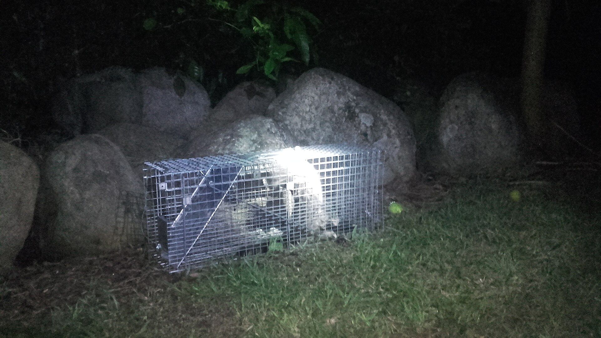 A cat safely held in a humane wire live trap at night, lit by a flashlight, during a trap-neuter-return day